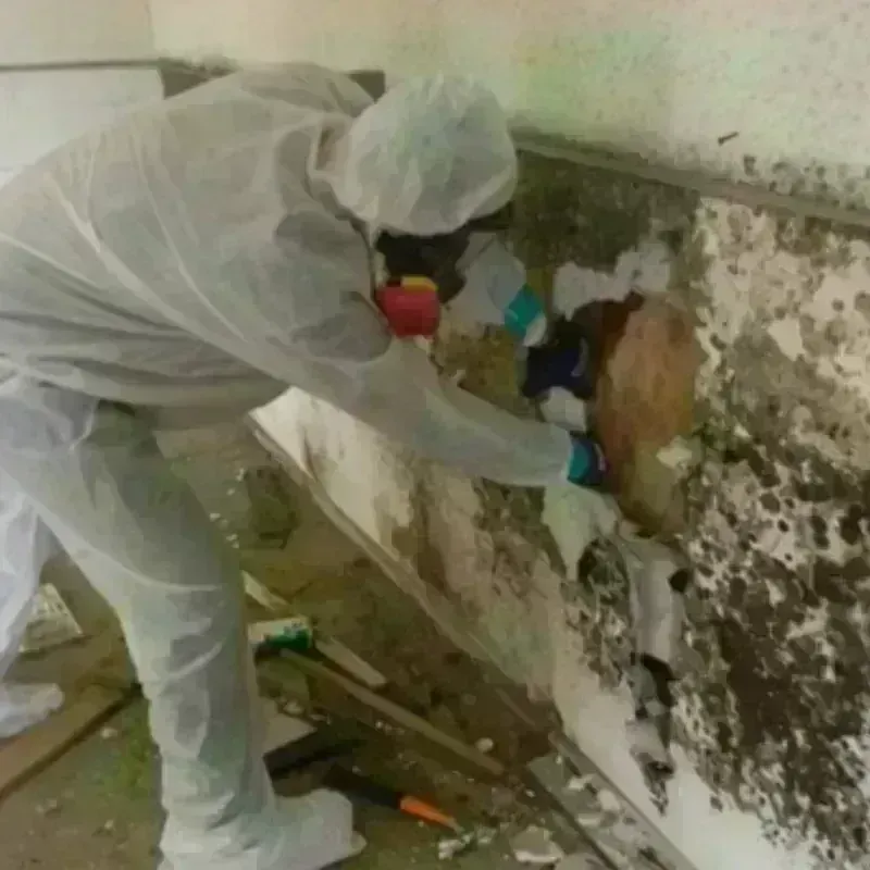 Mold Remediation and Removal in Munford, AL